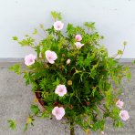 Pakost kantabrijský (Geranium × cantabrigiense) ‘BIOKOVO’ - výška-10 cm, priemer-10-20cm, kont. C2L